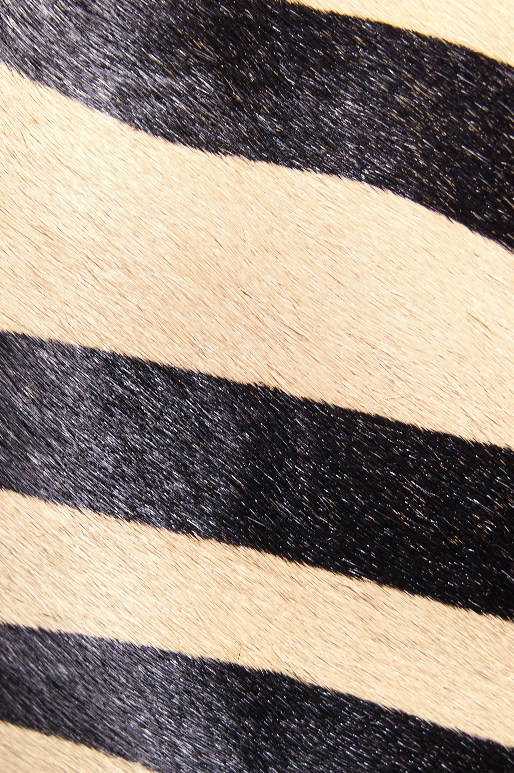 The Torino is a zebra-print haircalf leather bucket bag, designed with an adjustable strap and polished silver oval buckle. Detail view of zebra haircalf featured.