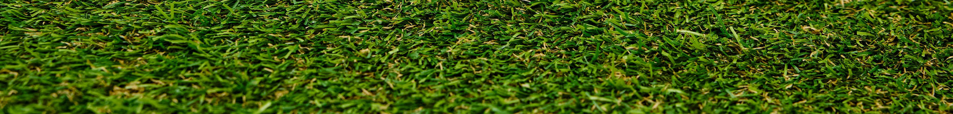 Close-up of green grass with a blurred background
