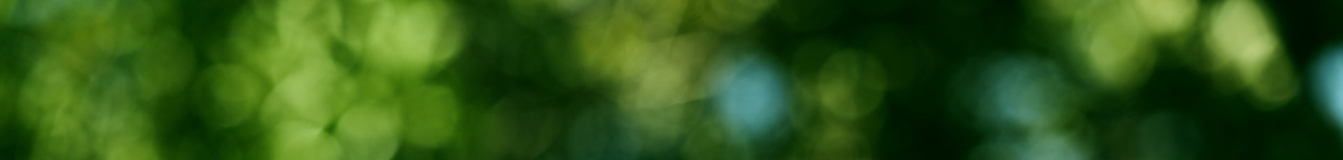 Blurred green foliage